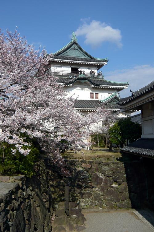 Blooming cherry blossom tree in front of a Japanese castle